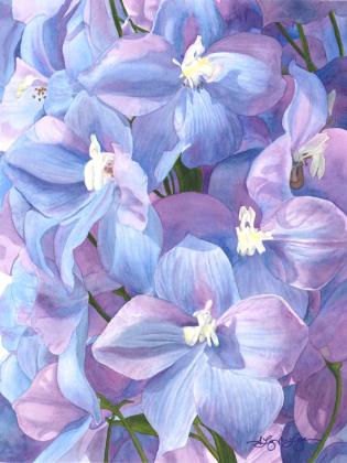 Delecata - Delphiniums