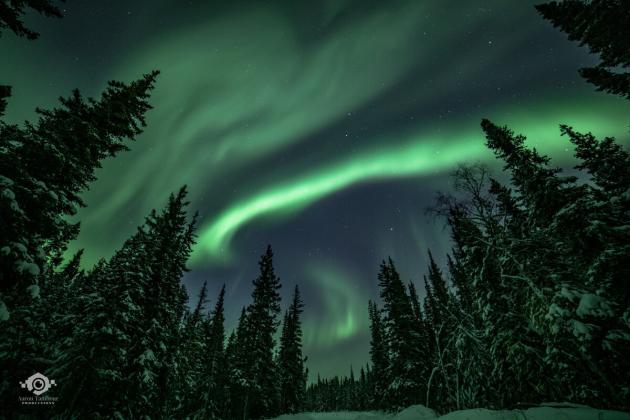 Aurora nights