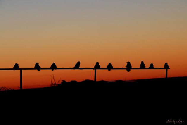 Ravens on a wire