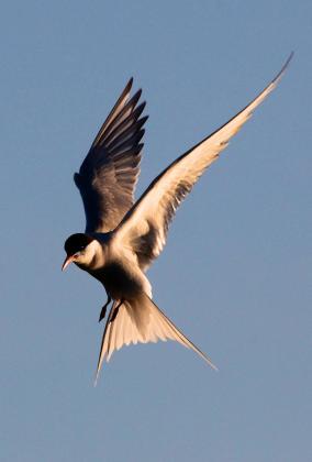 Hovering