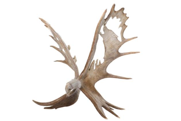 Antler carving