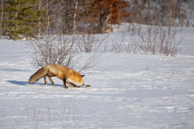 Red fox chasing a vole