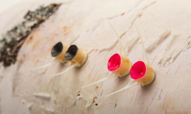 Fish Vertebrae Earrings