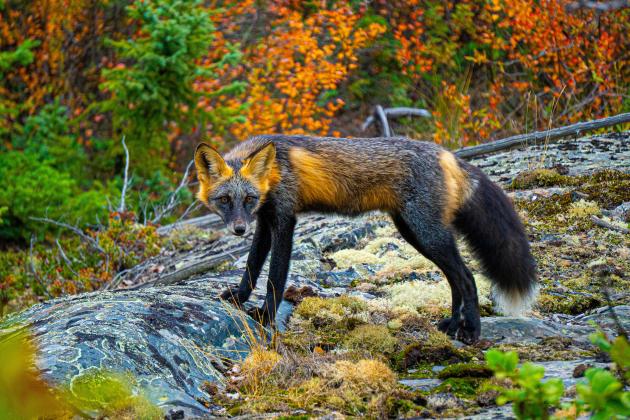 cross-fox.jpg