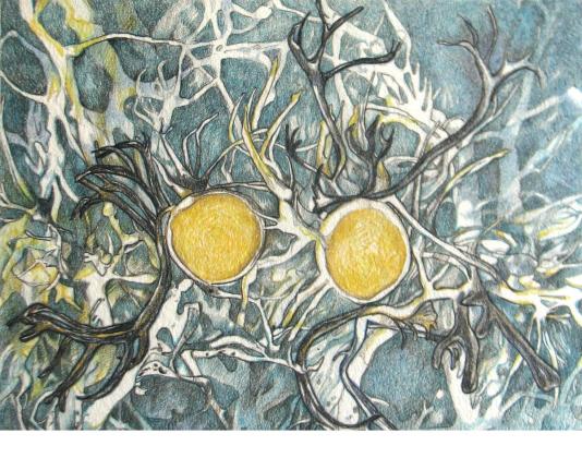 Lichen (worktitle) Color Pencil on Paper 7 x 9 inches