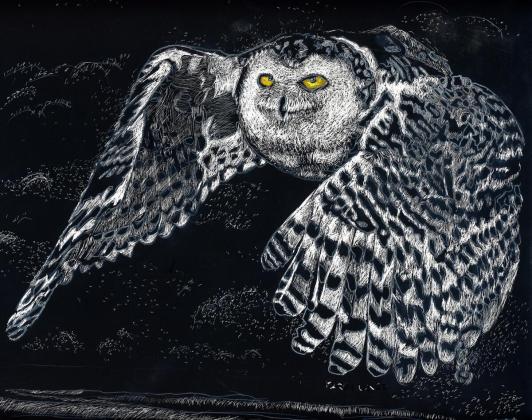 Snowy Owl