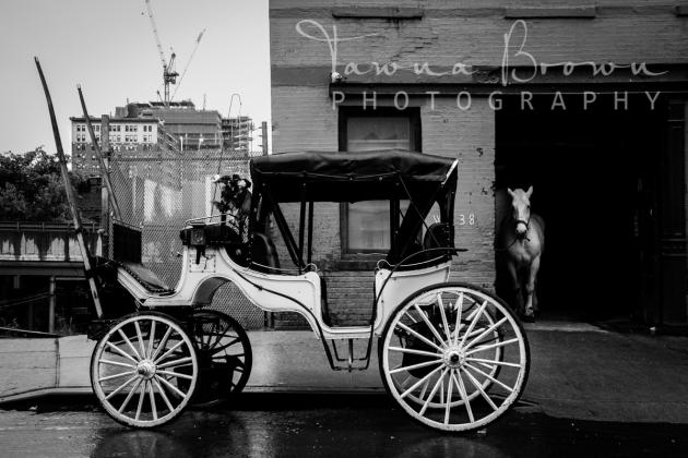 Horse and Carriage - New York City