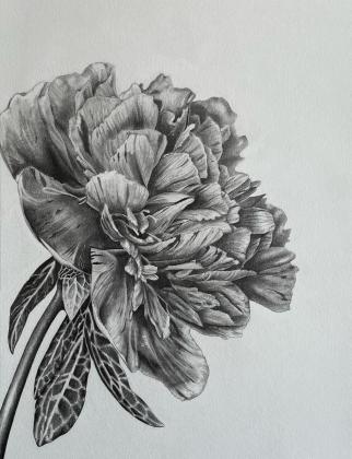 "Peony" - pencil on cotton blend paper 