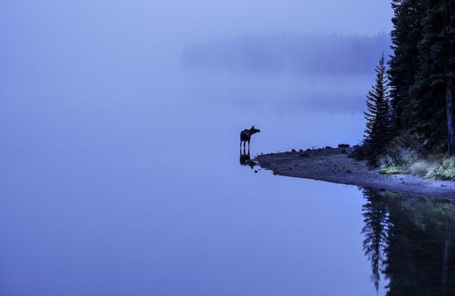 Moose