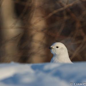 Peeking Ptarmigan 