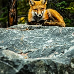 red-morph-fox.jpeg